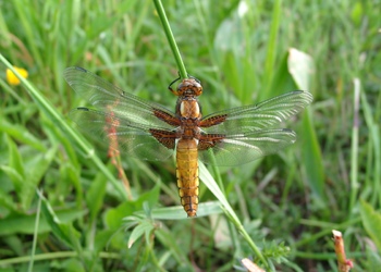 Plattbauch (Libellula depressa) - © Emanuel Trummer